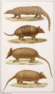 Un oso hormiguero gigante y tres tipos de armadillo de Emile Theophile Blanchard