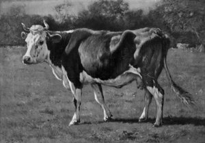 Estudio de una vaca