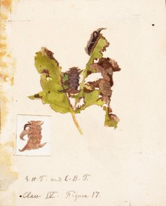 Oruga de hoja arrugada, finales del siglo XIX-principios del siglo XX