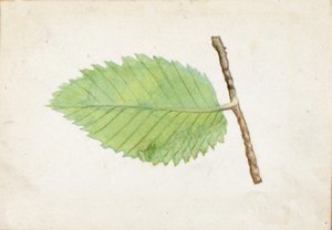 Oruga de Borde Dentado..., finales del siglo XIX-principios del siglo XX