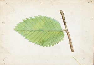 Oruga de borde dentado, estudio para el libro Ocultación de la coloración en el reino animal