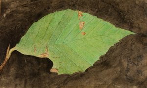 Oruga de Hoja de Playa Menor Manchada, finales del siglo XIX-principios del siglo XX de Emma Beach Thayer