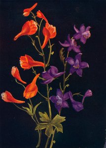 Espuela de caballero escarlata y azul, c. 1915