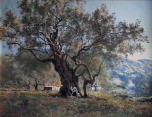 Olivos en Vallonnet junto a la carretera