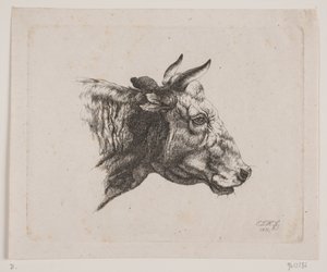 Una cabeza de vaca