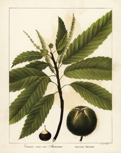 Castaño americano, Castanea dentata Castanea vesca var