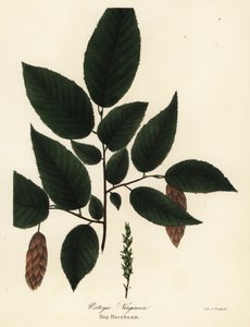 Vara de lúpulo americana, Ostrya virginiana (Hop-hornbeam, Ostrya virginica) de Endicott Endicott