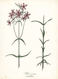 Phlox aristata, Phlox aristata de Endicott Endicott