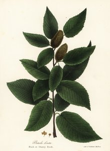 Abedul negro o abedul cerezo, Betula lenta de Endicott Endicott