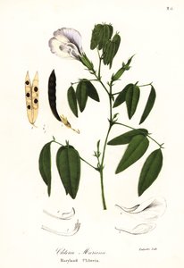 Guisante de mariposa, alas de paloma del Atlántico o clitoria de Maryland, Clitoria mariana de Endicott Endicott