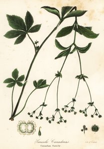 Sanícula canadiense, Sanicula canadensis de Endicott Endicott