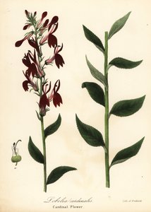 Flor del cardenal, Lobelia cardinalis de Endicott Endicott
