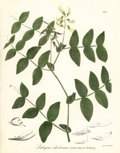 Guisante crema o veza de color crema, Lathyrus ochroleucus de Endicott Endicott