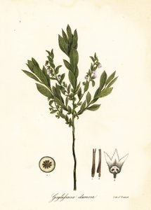Arándano enano, arbusto de arándano o gopherberry, Gaylussacia dumosa de Endicott Endicott
