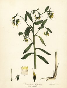 Falsa gromela, Onosmodium hispidum