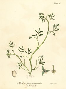 Falsa sirena, Floerkea proserpinacoides de Endicott Endicott