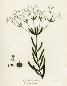 Tártago en flor, Euphorbia corollata de Endicott Endicott