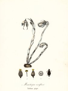 Planta fantasma, pipa fantasma, pipa india o planta cadáver, Monotiopa uniflora de Endicott Endicott