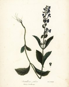 Escutelaria peluda, Scutellaria elliptica (Scutellaria pilosa) de Endicott Endicott