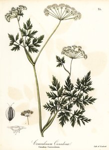 Perejil Hemlock