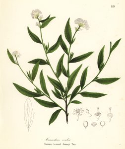 Té de Jersey, Ceanothus herbaceus (Té de Jersey de hoja estrecha, Ceanothus ovalis) de Endicott Endicott