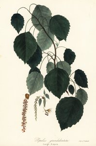 Álamo grande, álamo de dientes grandes, álamo americano, álamo canadiense o álamo blanco, Populus grandidentata de Endicott Endicott