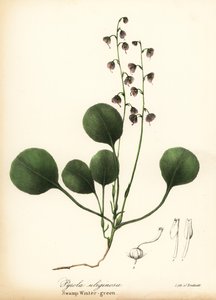 Gaulteria de hoja de hígado, gaulteria de pantano o gaulteria rosa, Pyrola asarifolia (gaulteria de pantano, Pyrola uliginosa) de Endicott Endicott