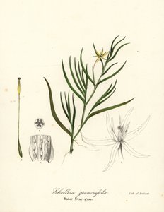 Plátano de barro o jacinto de agua, Heteranthera dubia (Hierba de agua, Schollera graminifolia) de Endicott Endicott