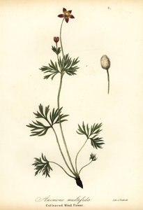 Anémona del Pacífico o flor de viento de hoja cortada, Anemone multifida de Endicott Endicott