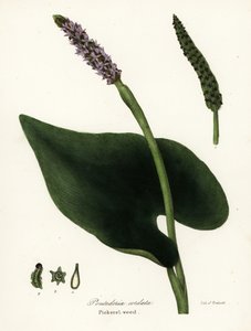 Hierba del pepino, Pontederia cordata de Endicott Endicott