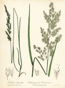 Sphenopholis obtusata y Calamagrostis canadensis de Endicott Endicott