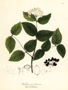 Viburnum pubescente, Viburnum pubescens de Endicott Endicott