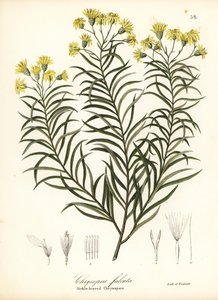 Pityopsis falcata (Chrysopsis falcata)