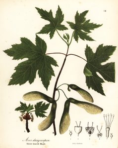 Arce plateado, Acer saccharinum (Silver-leaved maple, Acer dasycarpum)