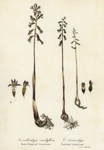 Corallorhiza maculata y Corallorhiza odontorhiza (Corallorhiza multiflora y Corallorhiza dentada) de Endicott Endicott