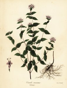 Menta de piedra, menta de escarcha, cunila y cunila americana, Cunila origanoides (Cunila mariana) de Endicott Endicott