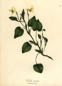 Violeta crema rayada, violeta cremosa o violeta estriada, Viola striata de Endicott Endicott