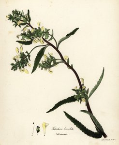 Hierba piojo alta o hierba piojo de pantano, Pedicularis lanceolata de Endicott Endicott