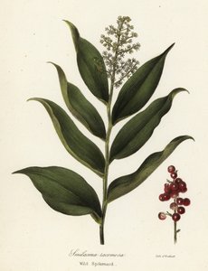 Treacleberry, Maianthemum racemosum (Nardo silvestre, Smilacina racemosa) de Endicott Endicott