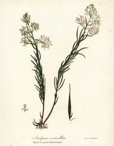 El algodoncillo, el algodoncillo oriental, el algodoncillo de cola de caballo o la hierba de golondrina de hoja blanca, Asclepias verticillata de Endicott Endicott