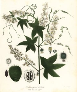 Pepino silvestre, pepino espinoso, pepino de bur o manzana balsámica silvestre, Echinocystis lobata