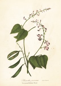 Frijol silvestre, Phaseolus polystachios (Frijol perenne, Phaseolus perennis) de Endicott Endicott