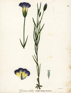 Gentianopsis detonsa (Gentianopsis detonsa)