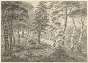 Vista del bosque