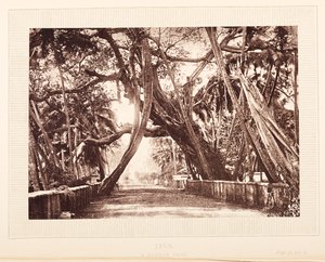 Un árbol de Banyan, Java