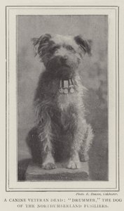 Un Veterano Canino Muerto, Drummer, el Perro de los Fusileros de Northumberland de English Photographer