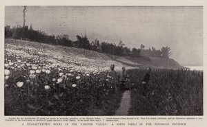 Una escena característica en el valle del Yangtsé, un campo de amapolas en la provincia de Szechuan de English Photographer