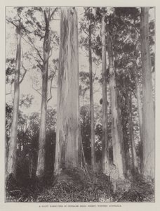 Un Árbol Karri Gigante en el Bosque de Denmark Hills, Australia Occidental de English Photographer