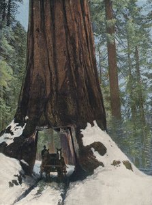 Un Árbol Gigante