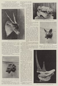 Los tesoros de un naturalista